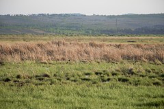 Limosa limosa