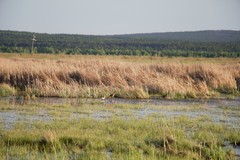 Limosa limosa
