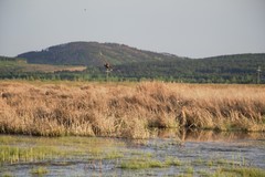 Limosa limosa