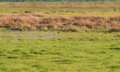 Limosa limosa
