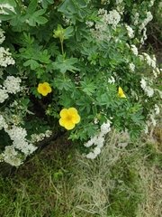 Dasiphora fruticosa