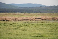 Limosa limosa