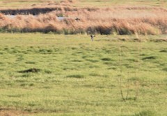 Limosa limosa