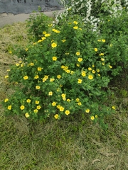 Dasiphora fruticosa