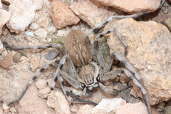 Eusparassus