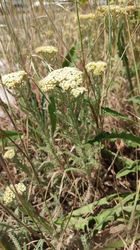 Achillea crithmifolia, photograph 2