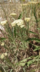 Achillea crithmifolia
