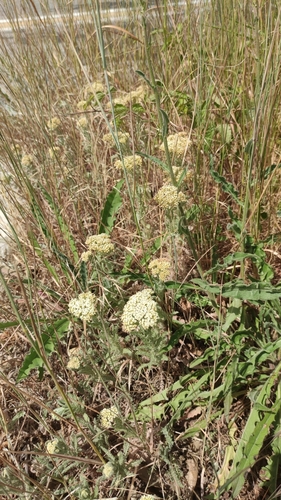 Achillea crithmifolia, photograph 3