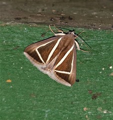 Chalciope delta