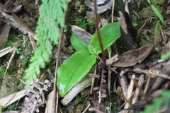 Peristylus goodyeroides