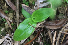 Peristylus goodyeroides