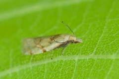Phtheochroa vitellinana