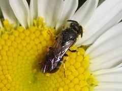 Hylaeus confusus