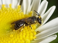 Hylaeus confusus