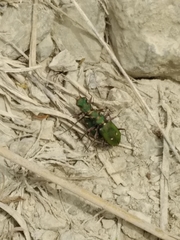 Cicindela