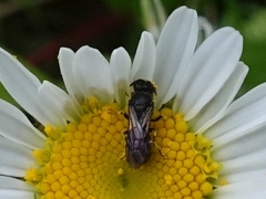 Hylaeus confusus