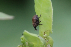 Rhinoncomimus latipes