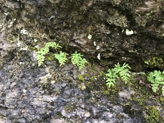 Cryptogramma stelleri