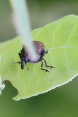 Rhinoncomimus latipes