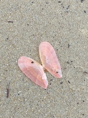 Moerella pulchella