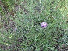 Centaurea aspera stenophylla