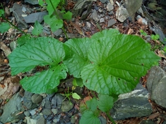 Pachyphragma macrophyllum