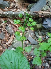 Pachyphragma macrophyllum