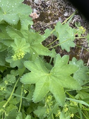 Alchemilla subcrenata