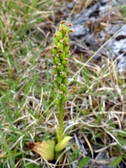 Neotinea maculata