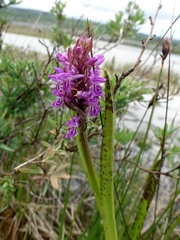 Dactylorhiza incarnata cruenta