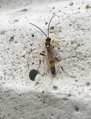 Amblyteles armatorius