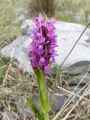 Dactylorhiza incarnata cruenta