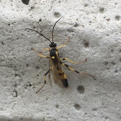 Amblyteles armatorius