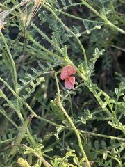 Indigofera heterotricha