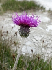 Cirsium dissectum