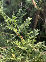 Indigofera heterotricha