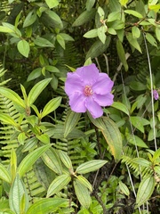 Melastoma septemnervium