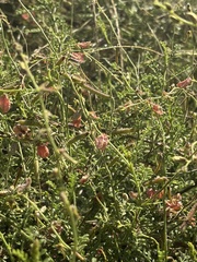 Indigofera heterotricha