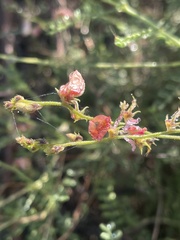 Indigofera heterotricha