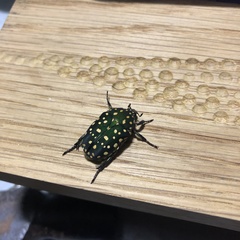 Protaetia niveoguttata