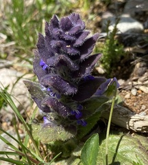Ajuga pyramidalis