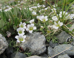 Cherleria arctica