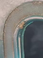 Marpissa muscosa