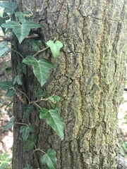 Hedera helix