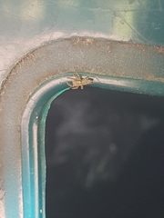 Marpissa muscosa