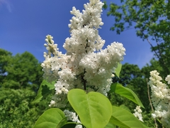 Syringa vulgaris