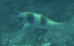 Parupeneus crassilabris