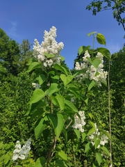 Syringa vulgaris