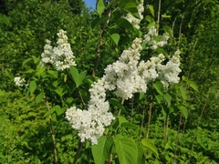 Syringa vulgaris