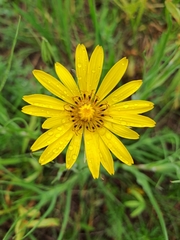 Tragopogon tanaiticus